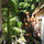 Enter the garden