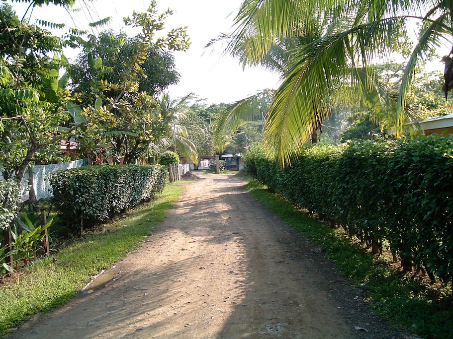 The road leading to the house.