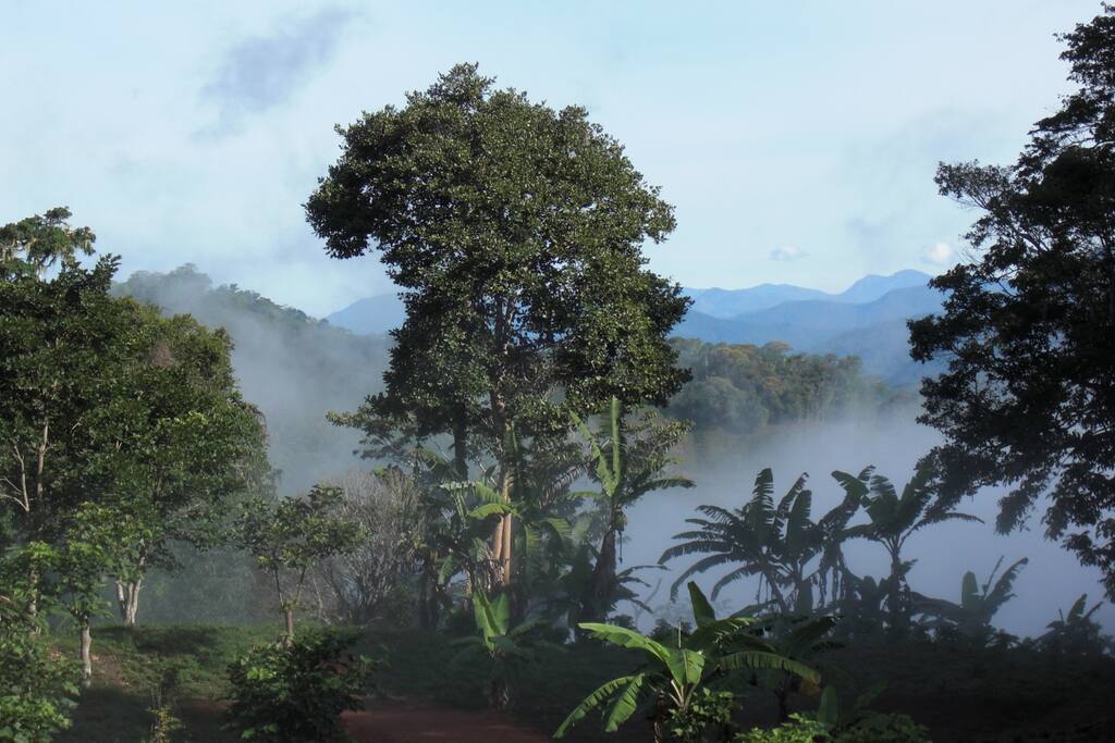 morning mist and view