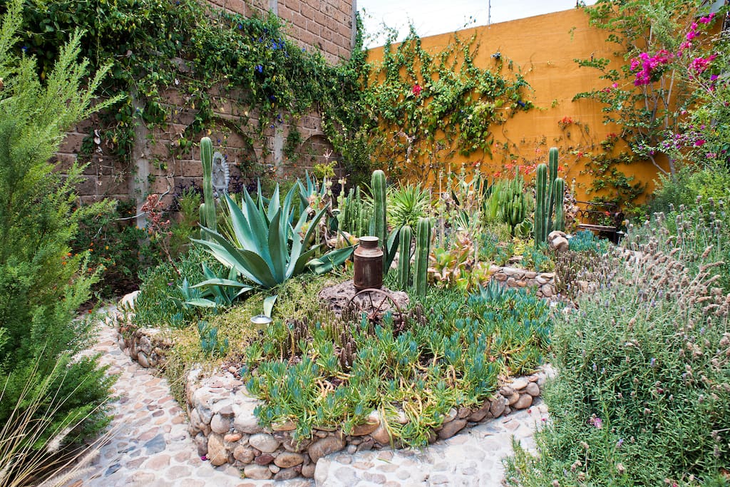 Bouganvilla & Cactus Garden