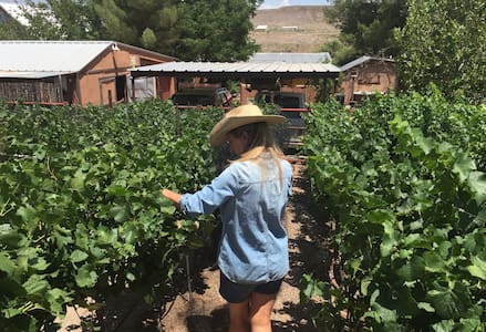 Cowboy Casita in the Heart of a Vineyard - Hillsboro - Bungalow