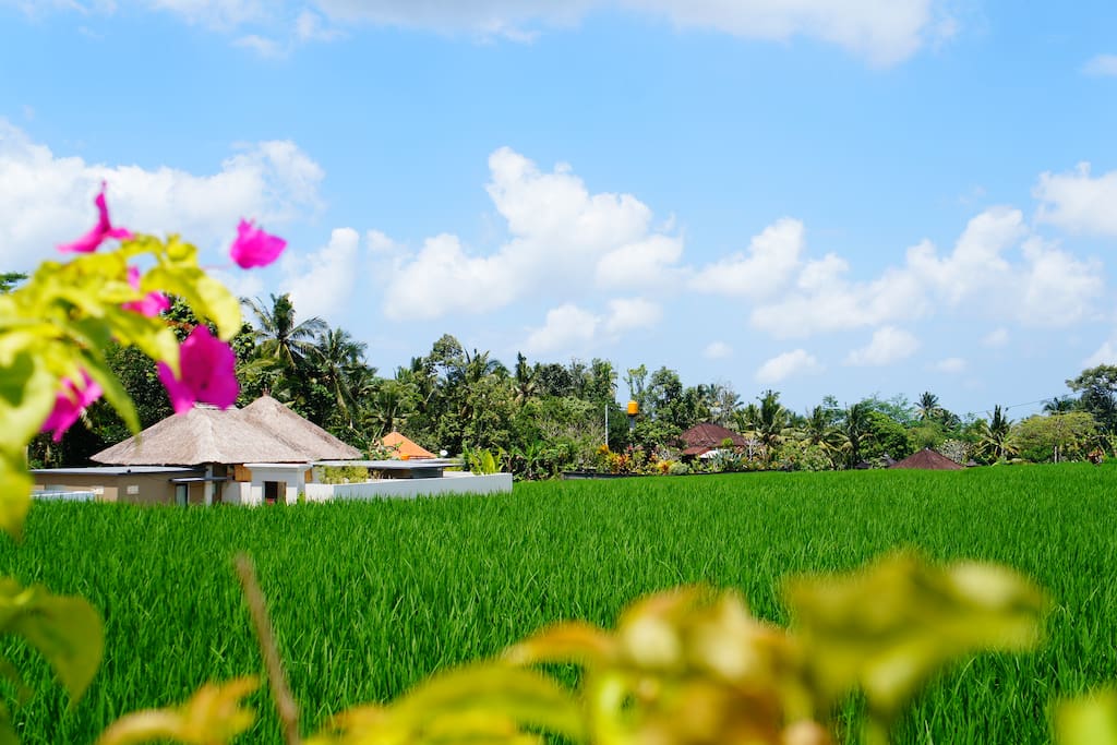Located in the beautiful rice paddies where lighting bugs gorgeously fly in the night.