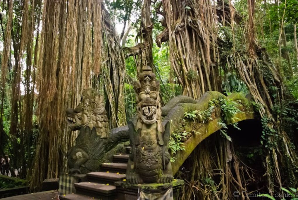 Monkey Forest - Ubud, Bali