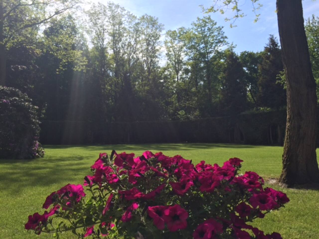 Gastenverblijf bosrand hulshorst bed & breakfasts te huur in ...